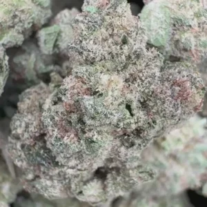 Sugar Cookies Minis - Bulk Minis - Indica