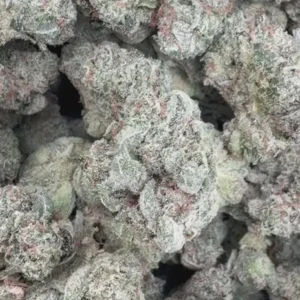 Gorilla Glue Indoor Minis - Bulk Minis - Hybrid