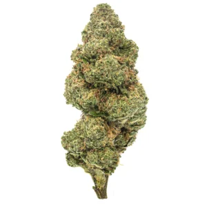 Blueberry Muffin Strain